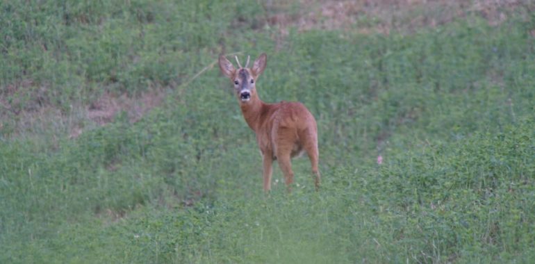 Colpire al collo: limiti e vantaggi