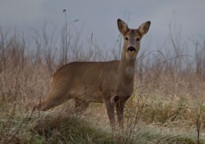 capriolo femmina