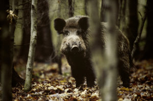 cinghiale 1