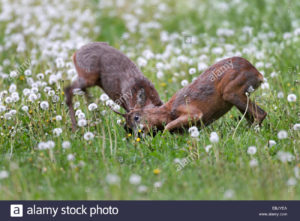 il-capriolo-capreolus-capreolus-due-caprioli-combattimenti-germania-schleswig-holstein-ebjyea