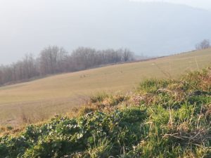 UNADJUSTEDNONRAW_thumb_60f1