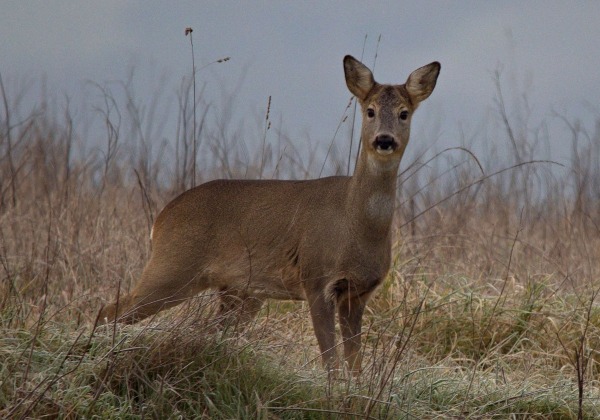 Racconti Venatori: La vecchia femmina di Casteghino
